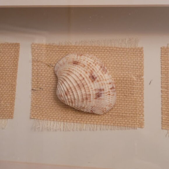 SeaShell Shadow Boxes - Picture 7 of 11